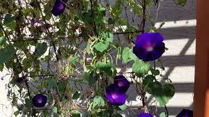 50 Pcs Dark Blue Pink Heart Morning Glory Ipomoea Nil Climbing Flower Seeds