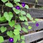 50 Pcs Dark Blue Pink Heart Morning Glory Ipomoea Nil Climbing Flower Seeds