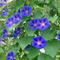 50 Pcs Dark Blue Pink Heart Morning Glory Ipomoea Nil Climbing Flower Seeds
