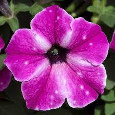 100 Pcs Radiant Blue Petunia Plants Flower Seeds