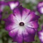 100 Pcs Radiant Blue Petunia Plants Flower Seeds