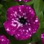 100 Pcs Radiant Blue Petunia Plants Flower Seeds