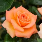 50 Pcs Yunnan Orange Rose Plant Seed 50 Pcs Yunnan Orange Rose Plant Seed