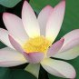 2 Pcs Heirloom Big Blooming White Lotus Nelumbo Nucifera with Pink Edge