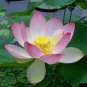 2 Pcs Heirloom Big Blooming White Lotus Nelumbo Nucifera with Pink Edge