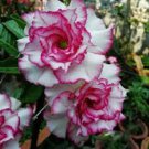 2 Pcs Small 'Carnation' Typed Adenium Obesum Desert Rose Seeds 2 Pcs Small 'Carnation' Typed Adenium Obesum Desert Rose Seeds