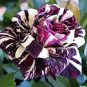 30 Pcs Rare Dragon Striped Rose Flower Seeds Bonsai Garden Decor Plants