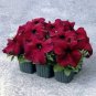 100 Pcs Supercascade Burgundy Dark Red Petunia Annual Flowers