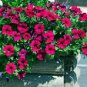 100 Pcs Supercascade Burgundy Dark Red Petunia Annual Flowers