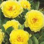 5 Pcs Peony 'Goden Years' Gold Flowers Seeds