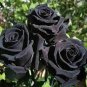 50 Pcs Mixed Rose 4 Types of Blue Black Purple Blue Rose Flowers