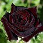 50 Pcs Mixed Rose 4 Types of Blue Black Purple Blue Rose Flowers