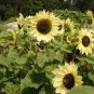20 Pcs Lemon Queen Sunflower Helianthus annuus
