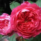 50 Pcs Rare Heathcliff Dark Red Cupped Double Rose 50 Pcs Rare Heathcliff Dark Red Cupped Double Rose