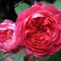 50 Pcs Rare Heathcliff Dark Red Cupped Double Rose