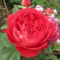 50 Pcs Rare Heathcliff Dark Red Cupped Double Rose
