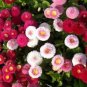 50 Pcs 21 Types Bellis Perennis Flower Seeds