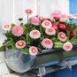 50 Pcs 21 Types Bellis Perennis Flower Seeds
