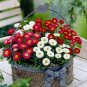 50 Pcs 21 Types Bellis Perennis Flower Seeds