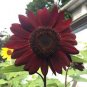 15 Pcs Moulin Rouge Gorgerous Red Ornamental Sunflower Seeds