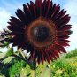 15 Pcs Moulin Rouge Gorgerous Red Ornamental Sunflower Seeds