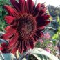 15 Pcs Moulin Rouge Gorgerous Red Ornamental Sunflower Seeds