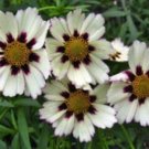 20 Pcs Heirloom Star Cluster Perennial White Purple Coreopsis Flower 20 Pcs Heirloom Star Cluster Perennial White Purple Coreopsis Flower