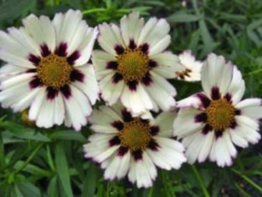 20 Pcs Heirloom Star Cluster Perennial White Purple Coreopsis Flower