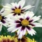 20 Pcs Heirloom Star Cluster Perennial White Purple Coreopsis Flower