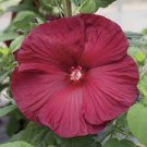 20 Pcs Deep Red Hibiscus Seeds 20 Pcs Deep Red Hibiscus Seeds