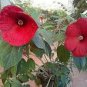 20 Pcs Deep Red Hibiscus Seeds