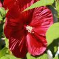 20 Pcs Deep Red Hibiscus Seeds