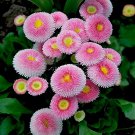 30 Pcs Pink Little Daisy Flower Seeds