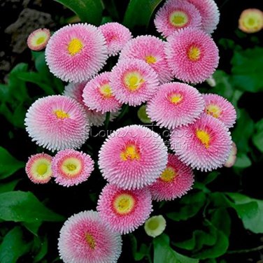 30 Pcs Pink Little Daisy Flower Seeds