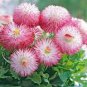 30 Pcs Pink Little Daisy Flower Seeds