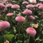 30 Pcs Pink Little Daisy Flower Seeds