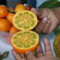 100 Pcs Orange Naranjilla Solanum Quitoense Fruit Seeds
