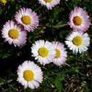 30 Pcs Heirloom White Red Bellis Perennis Daisy Perennial Flower