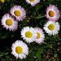 30 Pcs Heirloom White Red Bellis Perennis Daisy Perennial Flower