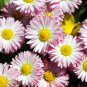 30 Pcs Heirloom White Red Bellis Perennis Daisy Perennial Flower