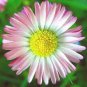 30 Pcs Heirloom White Red Bellis Perennis Daisy Perennial Flower