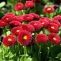 30 Pcs Heirloom Dark Red Daisy Bellis Perennis Flower Seeds