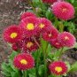 30 Pcs Heirloom Dark Red Daisy Bellis Perennis Flower Seeds