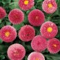 30 Pcs Heirloom Dark Red Daisy Bellis Perennis Flower Seeds
