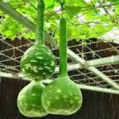 10 Pcs Long Handle Dipper Gourd Lagenaria Siceraria Seeds 10 Pcs Long Handle Dipper Gourd Lagenaria Siceraria Seeds