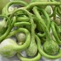10 Pcs Long Handle Dipper Gourd Lagenaria Siceraria Seeds