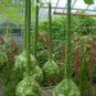 10 Pcs Long Handle Dipper Gourd Lagenaria Siceraria Seeds