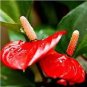 20 Pcs Variety Rare Different Perennial Anthurium Flower Bonsai Seeds