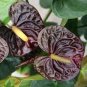 20 Pcs Variety Rare Different Perennial Anthurium Flower Bonsai Seeds