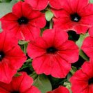 200 Pcs Dark Red Velour Petunia Seeds